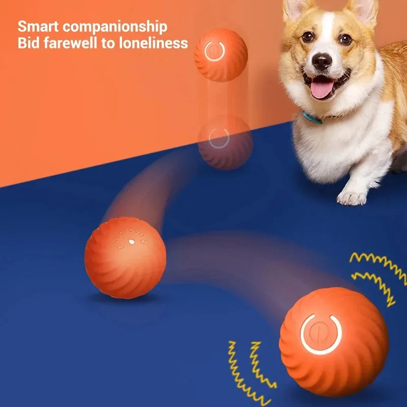 Dog with interactive toy on a blue and orange background