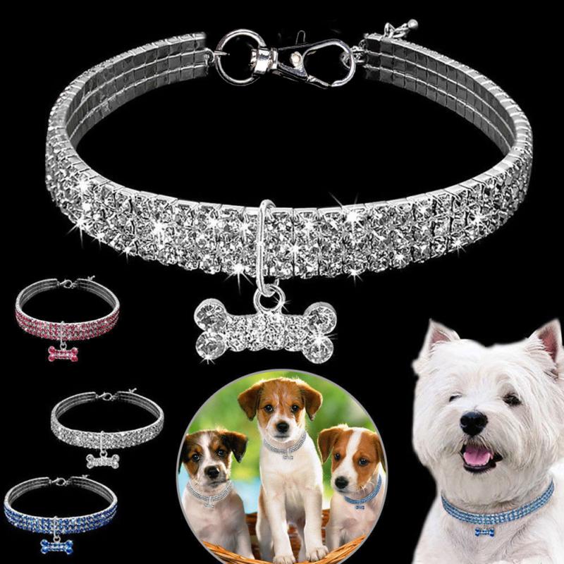 Cute puppy with diamanté collar