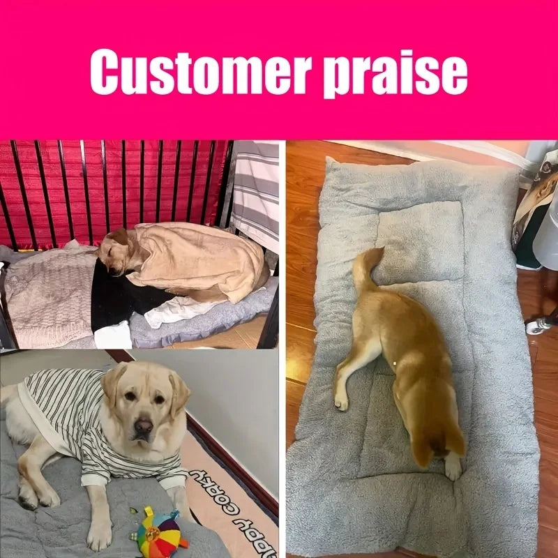 Collage of a dog in different settings: lying on a bed, wearing a sweater, and resting on a cushion.