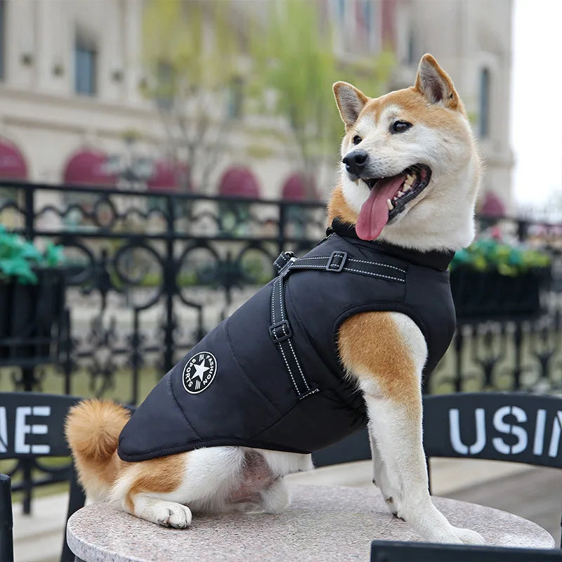 Dog wearing a black coat with a brand logo, sitting outdoors.