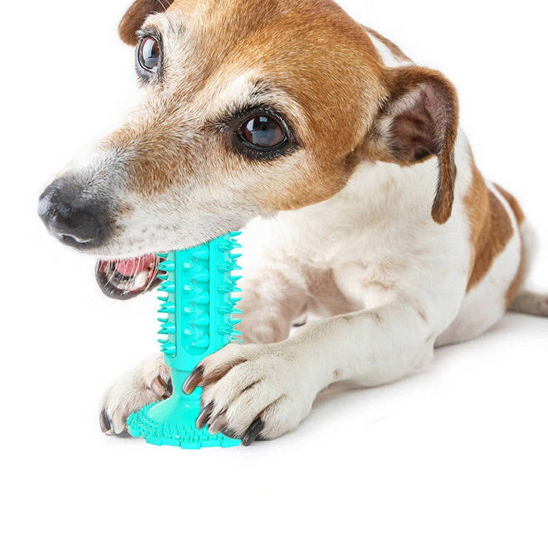 Dog playing with a blue rubber ball on a white background