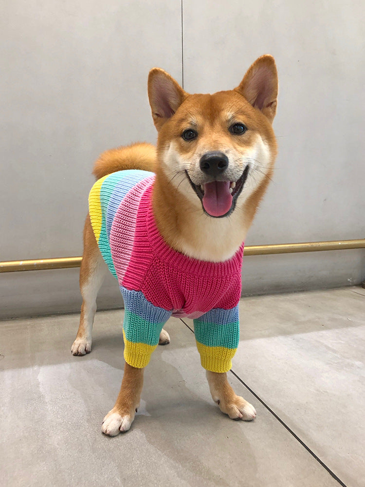 Dog wearing a colorful sweater standing on a light-colored floor.