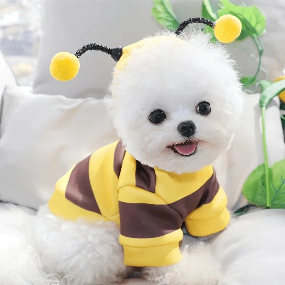 Small white dog wearing a bee costume with yellow and brown stripes, sitting on a white surface.