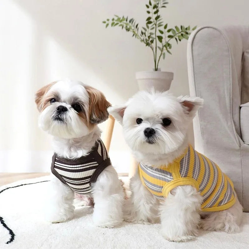 Two small dogs wearing striped sweaters sitting on a couch with a plant in the background.