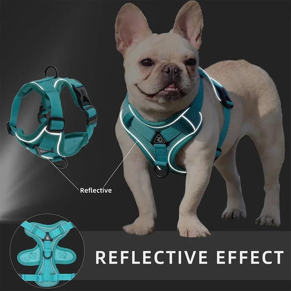 Dog wearing a reflective teal harness with close-up of harness and dog on a dark background.