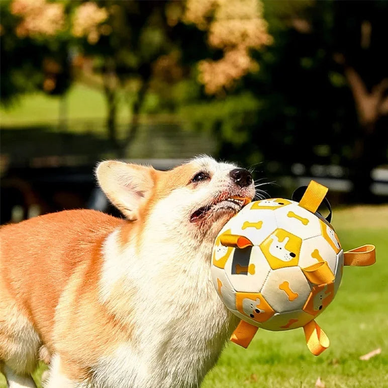 Dog playing with a toy ball in a park