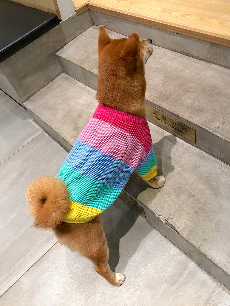 Dog wearing a colorful sweater standing on a concrete floor.