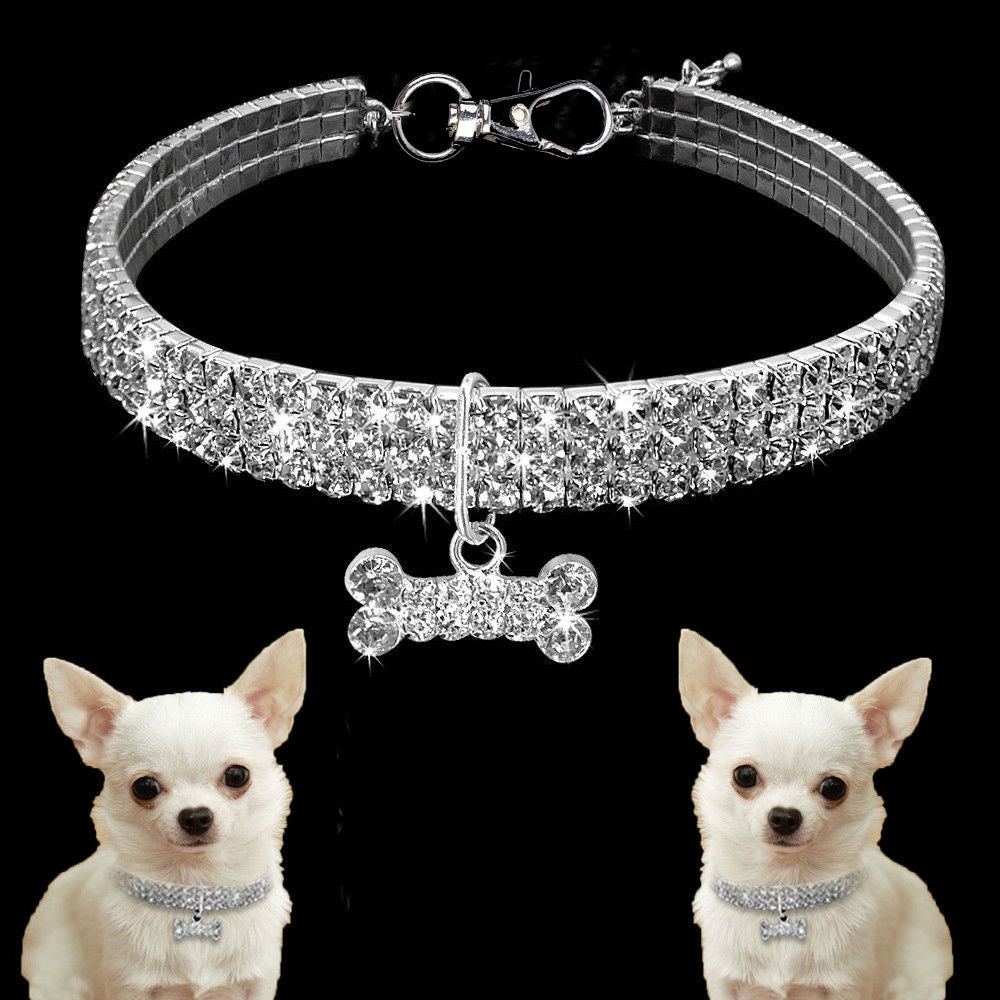 Chihuahua with diamanté collar
