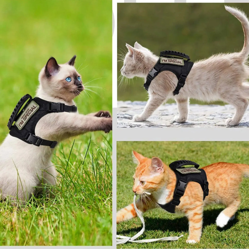 Collage of cats wearing harnesses in various settings.