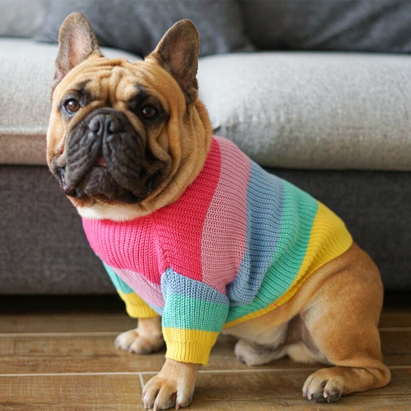 Dog wearing a colorful sweater standing on a wooden floor with a couch in the background.
