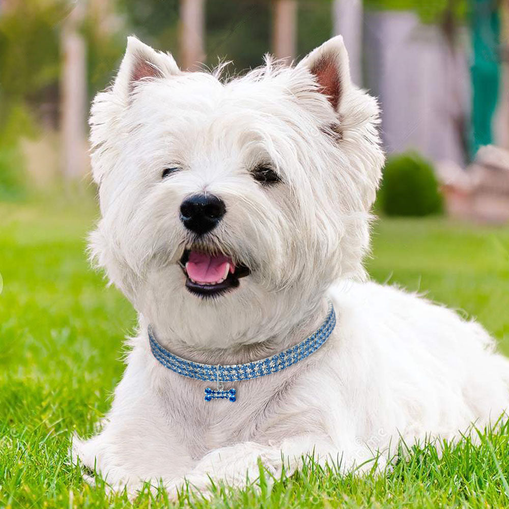 Cute westie with diamanté collar