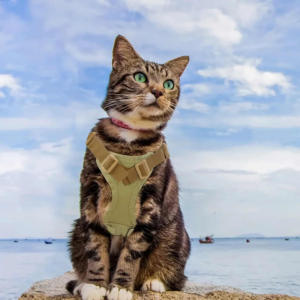 Cat wearing a harness on a beach with a blue sky and ocean in the background