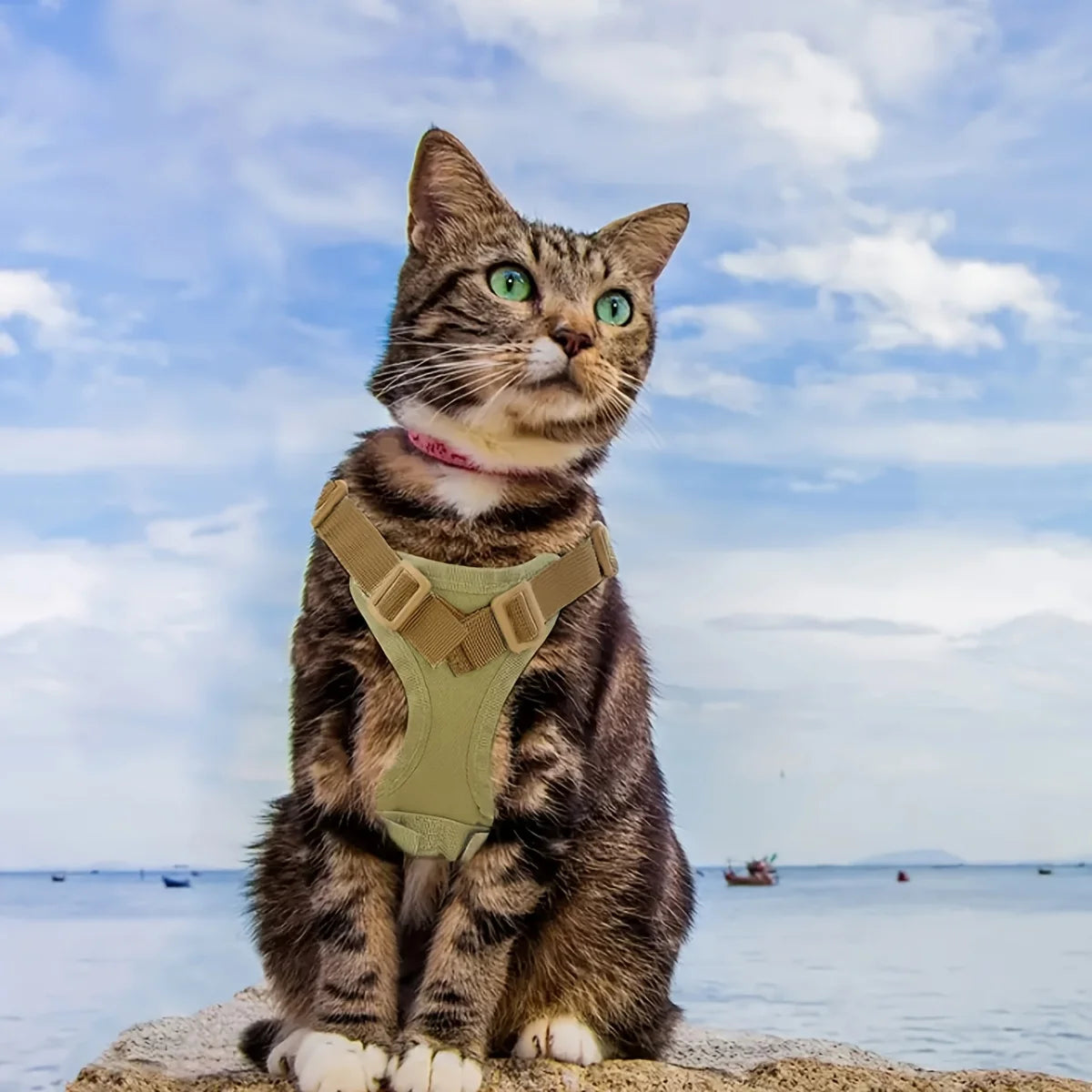 Cat wearing a harness on a beach with a blue sky and ocean in the background