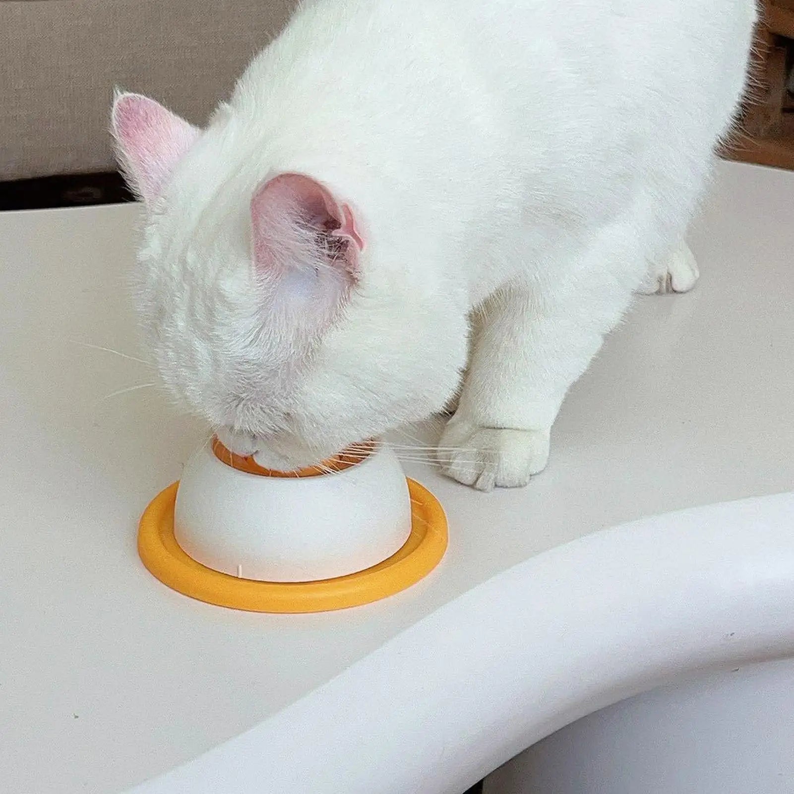 White cat interacting with a white and orange pet product on a white surface.