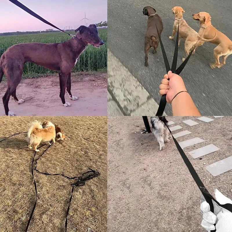 Collage of dogs on leashes in various settings