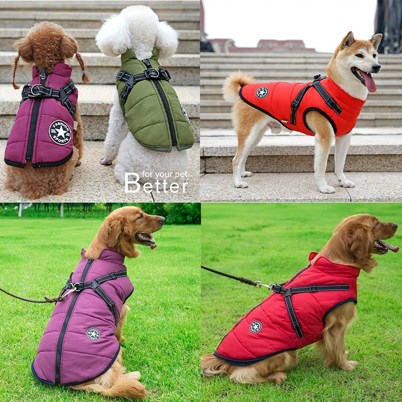 Collage of dogs wearing different colored vests outdoors.