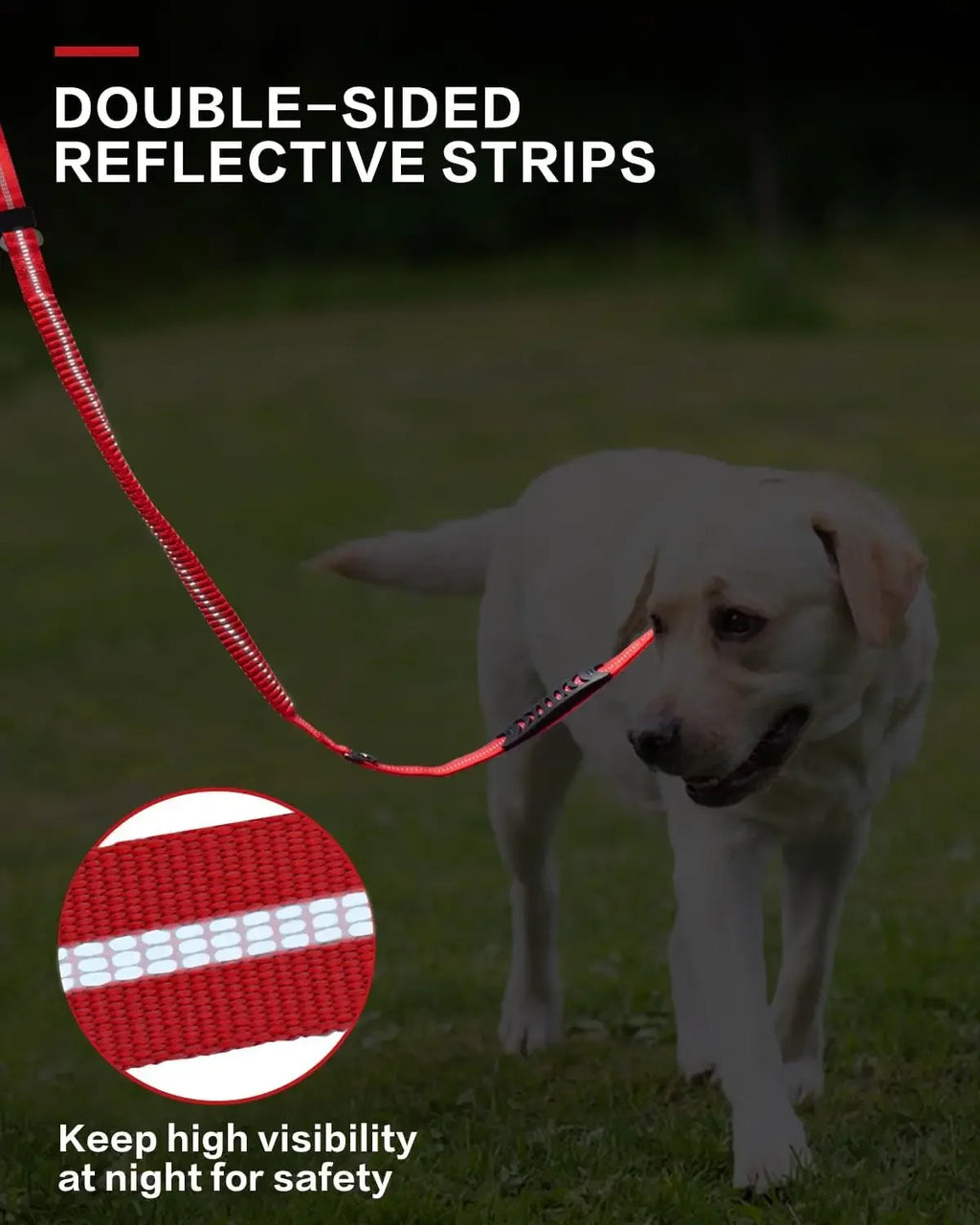 Dog on a leash with double-sided reflective strips, emphasizing safety at night.