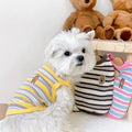 Small white dog wearing a striped sweater with teddy bears, surrounded by more sweaters on hangers.