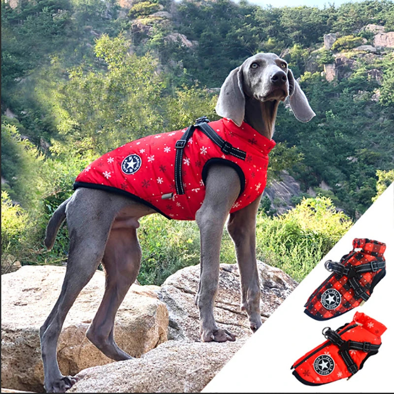 Dog wearing a red coat with black patterns on a rocky mountain background