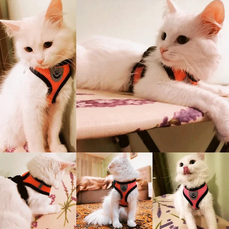 Collage of a white cat wearing an orange harness in various poses.