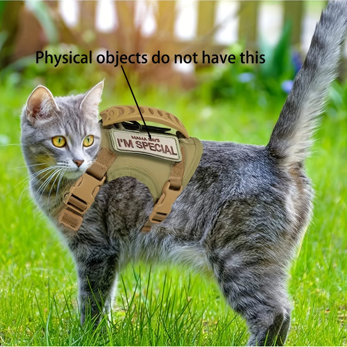 Cat wearing a harness with 'I'm Special' tag in a grassy outdoor setting