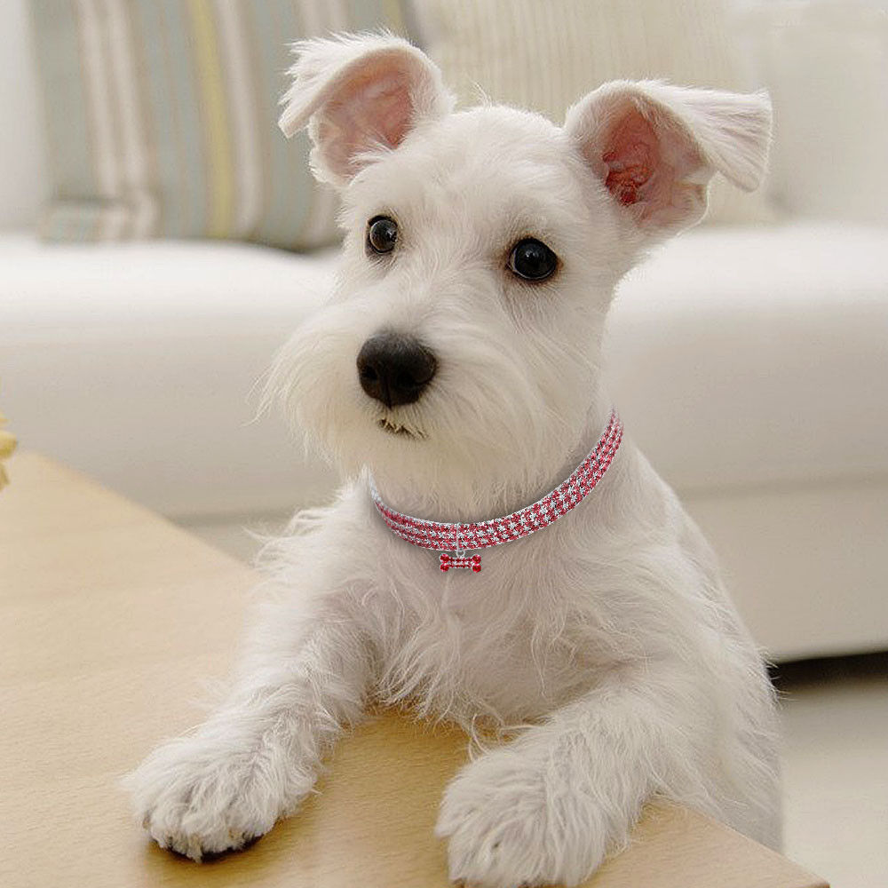 Dig with pink diamanté collar