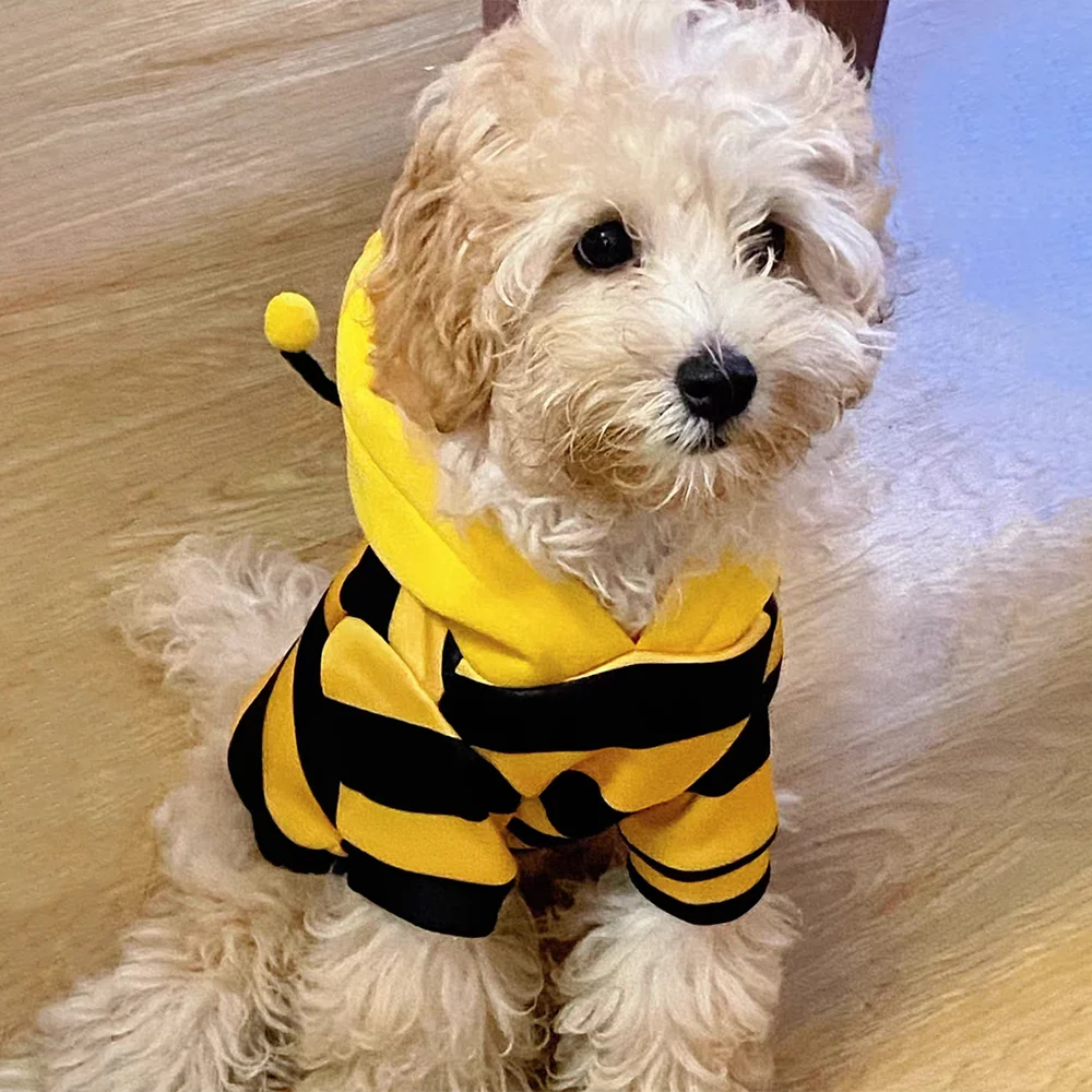 White dog wearing a yellow and black striped bee costume on a wooden floor.