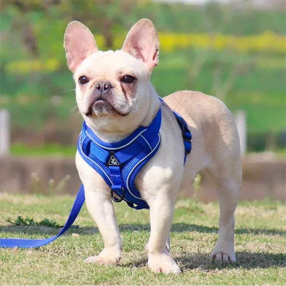 Dog wearing a blue harness standing on grass