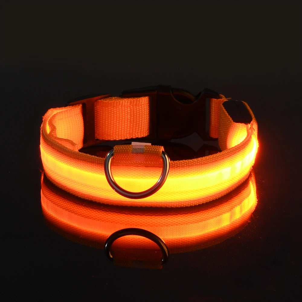 LED Safety Dog Leash & Collar | USB Rechargeable & Weatherproof